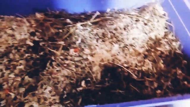 Уборка клетки морской свинки смотреть онлайн