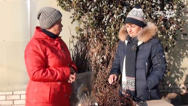 Как заготовить и хранить черенки для прививки смотреть онлайн