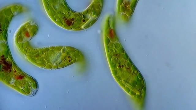 Эвглена зеленая движется под микроскопом Euglena viridis moving under the microscope смотреть онлайн