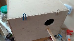 Разведение волнистых попугаев. Подготовка попугаев к размножению, установка домика