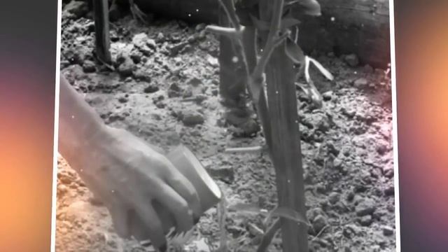Как часто и как поливать помидоры в теплице в зависимости от фазы роста. Дачные советы смотреть онлайн