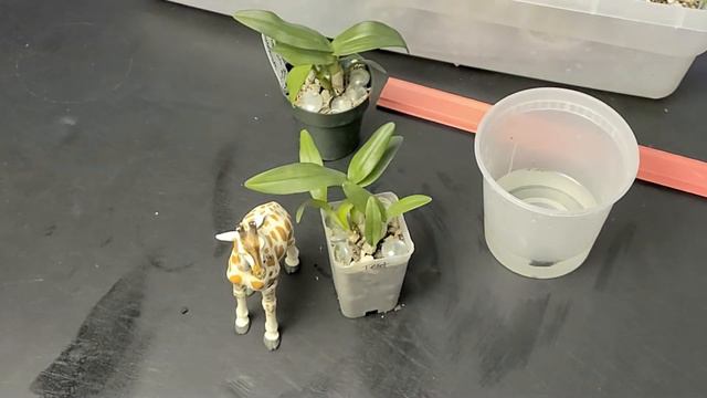 HOW BIG ARE DENDROBIUM NEW HOPE MINIS AFTER 6 MONTHS? KEEPING MY HANDS AND MIND BUSY смотреть онлайн