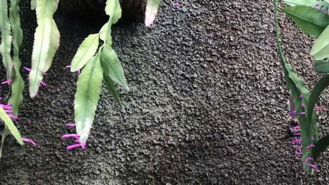 Pseudorhipsalis amazonica | Wittia amazonica | Disocactus amazonicus | Purple Rhapsalis смотреть онлайн