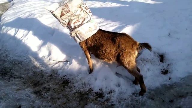 Коза с мешком. Кошки прилетели смотреть онлайн
