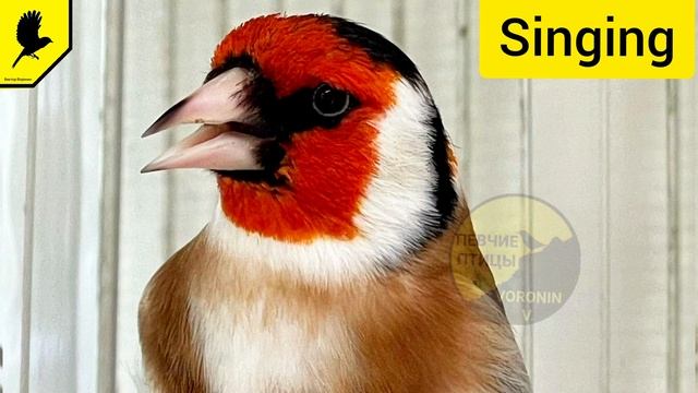 Самая красивая песня щегла (Аудио) Как поёт щегол? Пение птицы щегол Песня щегла / Голоса птиц смотреть онлайн