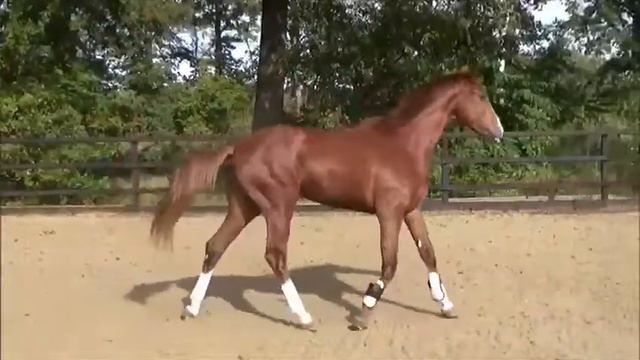 Organic: WEDGWOOD x GEORGE CLOONEY смотреть онлайн