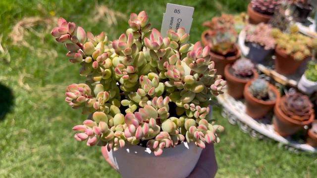 (Eng Sub) Crassula Rogersii Variegata แนะนำไม้อวบน้ำน่ารักๆ/ Crassula Succulents #43
