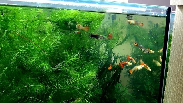 Началась пандемия в аквариуме смотреть онлайн