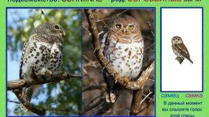 Сыч воробьиный. Сычик. Голоса птиц