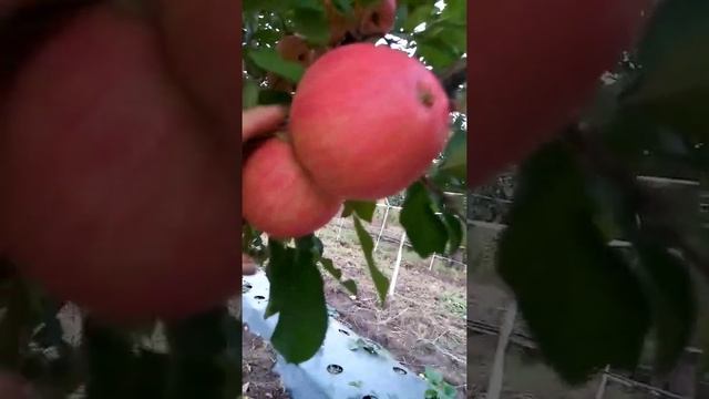 Яблоня Бребурн10,21 (прививка) смотреть онлайн