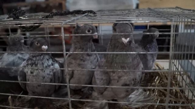ЯРМАРКА ГОЛУБЕЙ. СТУПИНО. 05.02.22#голуби#голубеводство#ярмарка#pigeon#tauben смотреть онлайн