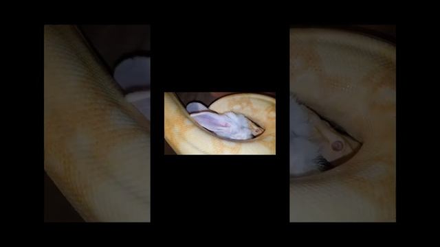Burmese Python Male Albino Feeding! ❤☝️ (Warning!!! Live Feeding)??? #ExoticPet #Snakes #ExoticLove смотреть онлайн