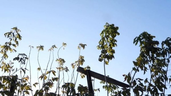 Венера при дневном свете рядом с Луной 11 сентября 2023 зум 125