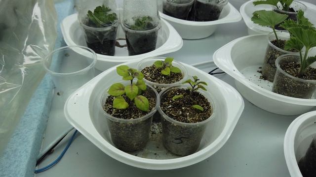 ПОСИНЕЛИ листья на ПЕТУНИИ. Что я сделал? смотреть онлайн