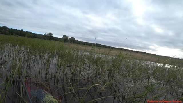Капризная рыба карась смотреть онлайн