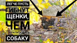 Нашла брошенных щенят.На меня заявили в полицию.