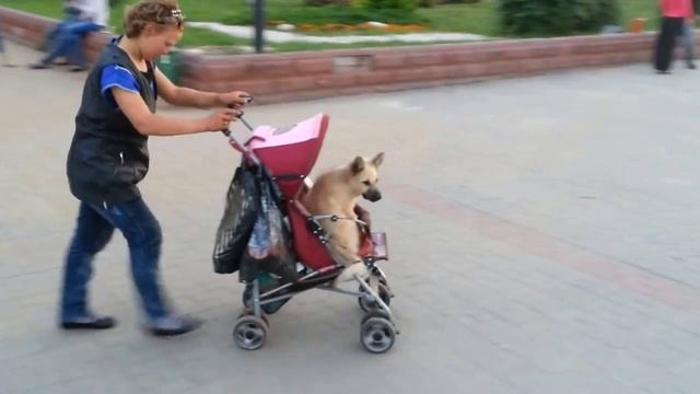 Женщина родила собаку, щенка в Орехово-Зуево смотреть онлайн