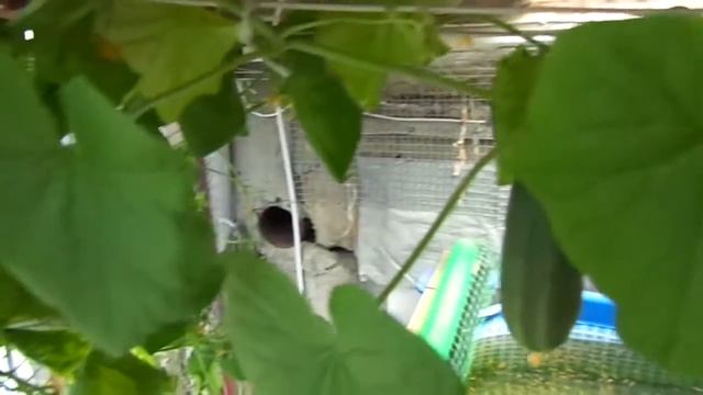 Малькам карпов Кои 1 месяц смотреть онлайн