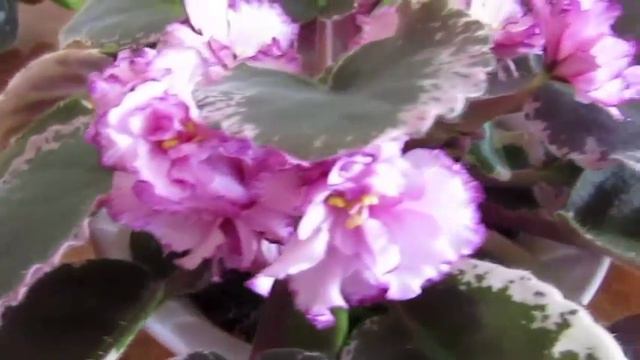 Мои цветущие фиалки.My flowering violets смотреть онлайн