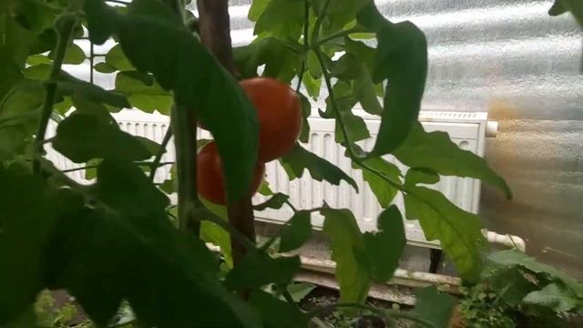 Томат Леопольд весной смотреть онлайн