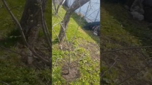 как сделать что бы яблони плодоносили  практически каждый год !  причины плодоношения через год .