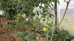 Совместные посадки овощей в теплице. Как вырастить арбузы в средней полосе. Минимальный уход.