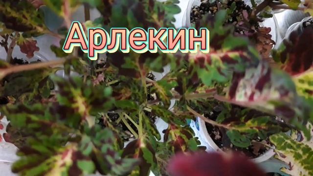 Колеусы.Coleus.❤22.03.2023г. Новинки, поДАРочки❤???