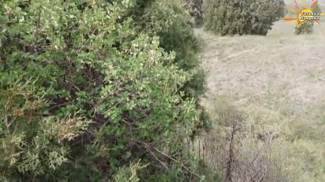 ЮКО Каскасу смотреть онлайн