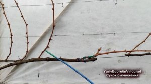 ? Как ОМОЛОДИТЬ / ВОССТАНОВИТЬ СТАРЫЙ куст или рукав винограда.  Сучок омоложения / восстановления.