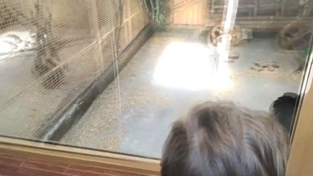 ВОРОНЕЖСКИЙ ЗООПАРК им А.С. ПОПОВА / СЕМЕЙНАЯ ПОЕЗДКА смотреть онлайн