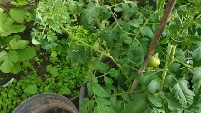 Сажаю огород в мешках и ящиках смотреть онлайн