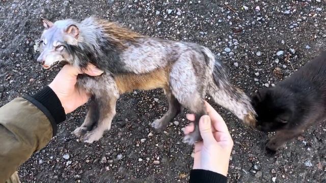 Canis Dirus смотреть онлайн