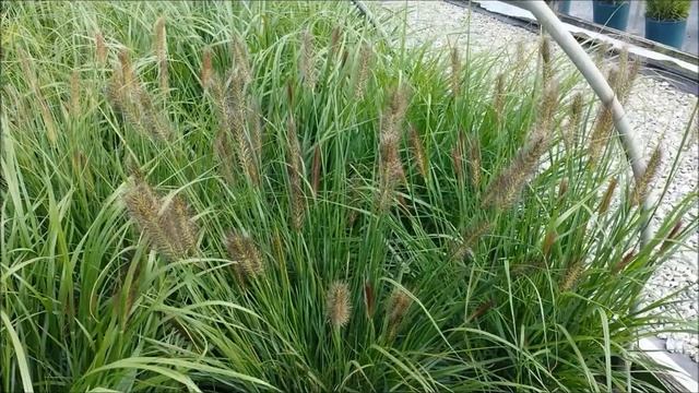 Pennisetum Red Head смотреть онлайн
