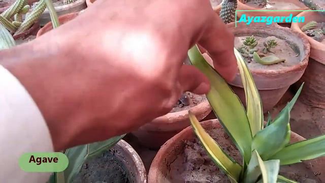 Agave Plant Care In Urdu Hindi | How to Grow and Care Agave смотреть онлайн