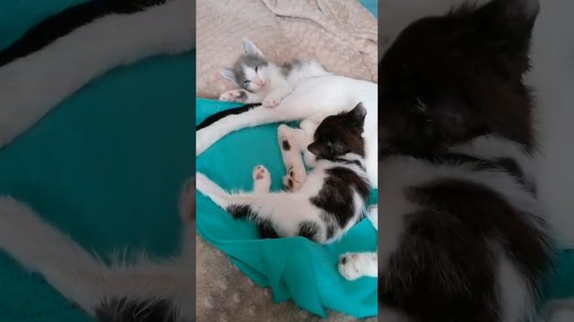 18 - День 37-й. Котенок по имени Звездочка мало спит и часто с открытыми глазами. смотреть онлайн