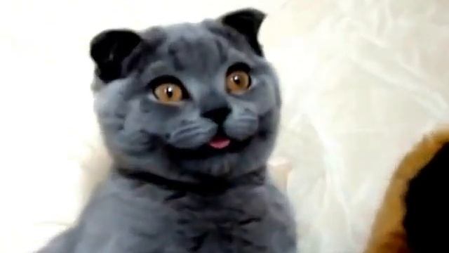 Плюшевая кошка Ксюша. смотреть онлайн