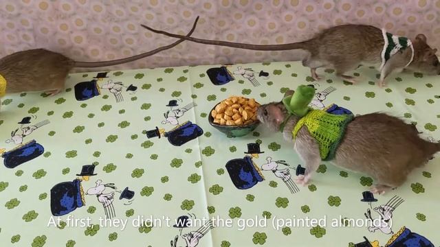 Why didn't this leprechaun want his pot of gold? смотреть онлайн