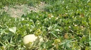 КАК ВЫРАЩИВАЮТ ДЫНИ В УЗБЕКИСТАНЕ, СЫРДАРЬЯ, MELON PARADISE, UZBEKISTAN
