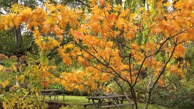 _ПОСЛУШАЙ, БРАТ_. ЖИЗНЬ-КЛАССНАЯ ШТУКА!!! Поёт Валерий Сёмин. смотреть онлайн
