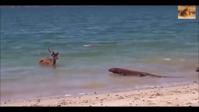 вараны охотятся смотреть онлайн