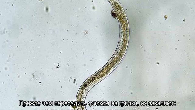 Флокс друммонда: выращивание из семян, когда сажать смотреть онлайн