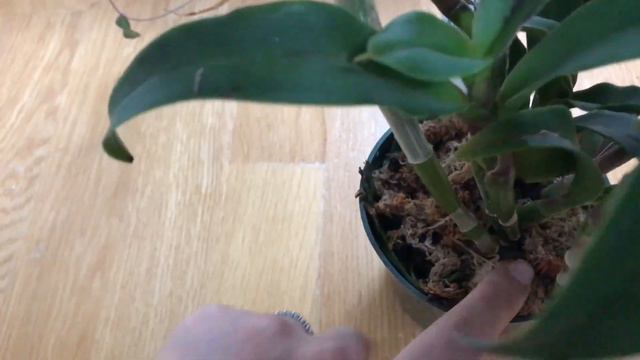 Sergioara Yokosuka Story 'Little Oriole' Orchid смотреть онлайн
