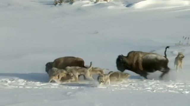 Волки против бизона | Wolves vs. Bison смотреть онлайн