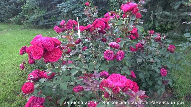 Видео обзор розы Мона Лиза (Флорибунда) - Mona Lisa (Meilland Франция, 2007)