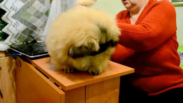 Савелина Памфил Мирош-Кри, 3 мес. смотреть онлайн