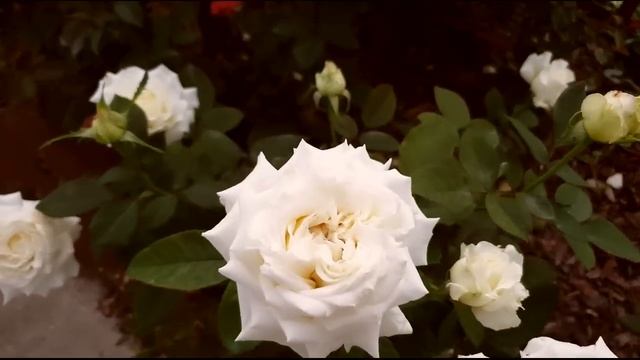 Цветение роз в начале сентября - вторая волна цветения роз, Подмосковье, сезон 2022 смотреть онлайн