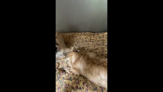 Шоб я так жил смотреть онлайн