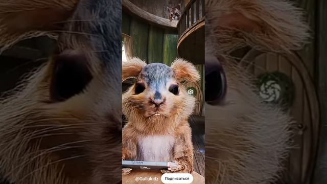 смешные белки