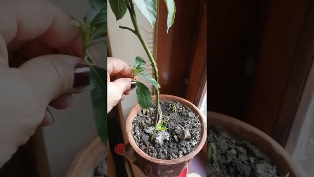 Вырастить авокадо дома. смотреть онлайн