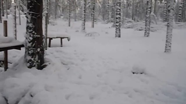 Поход зимой в лес. Ночевка в лесу. смотреть онлайн